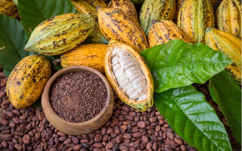 Cocoa production