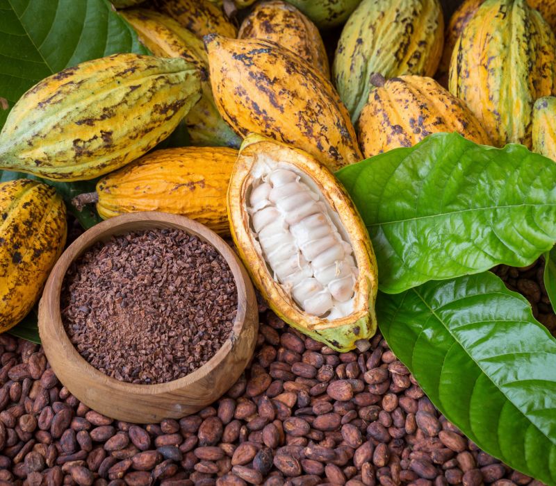 Production cacao