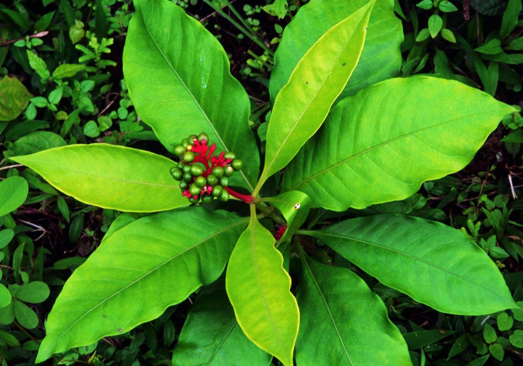 Medicinal plants Scak Congo