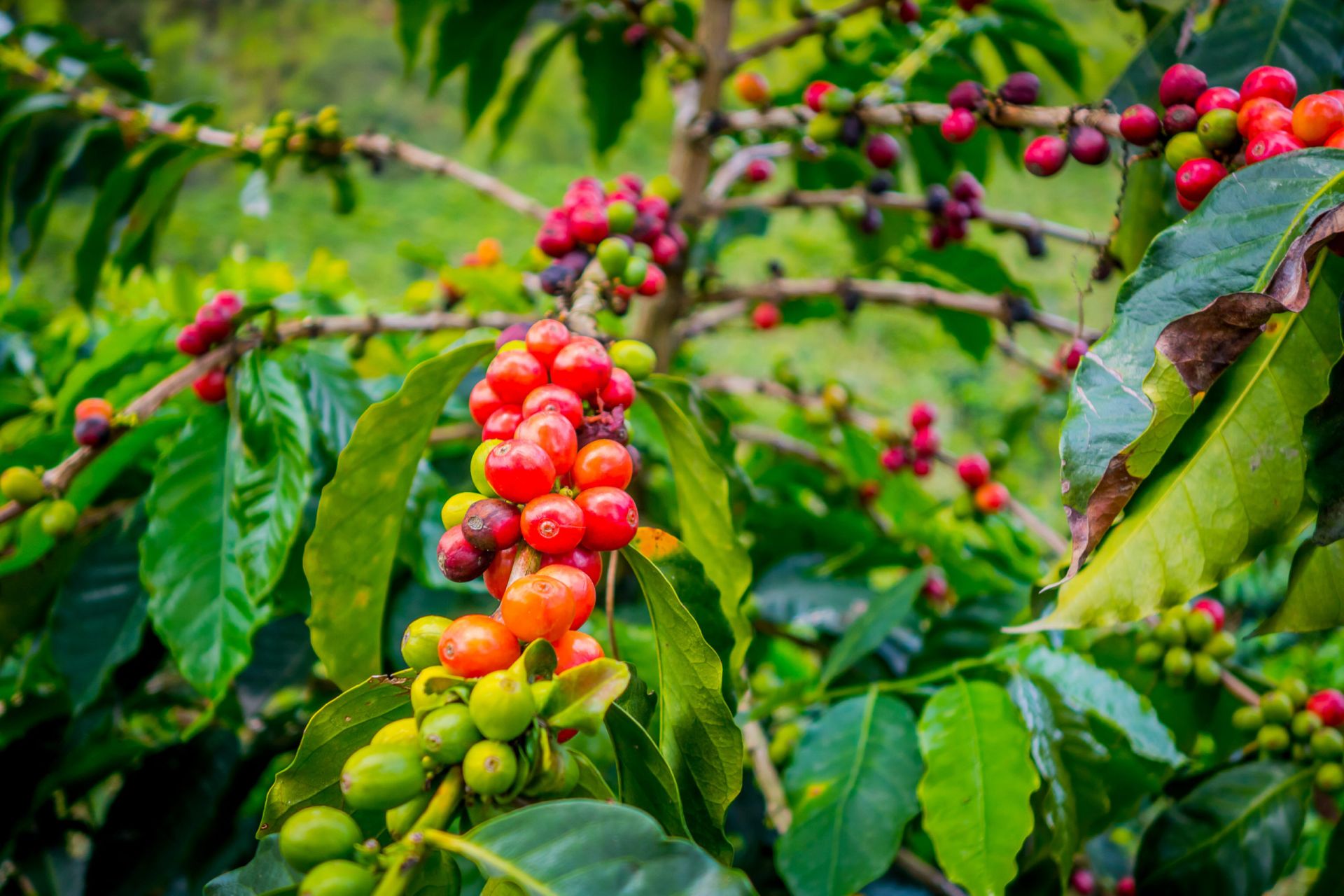SCAK - Arabica and Robusta Coffee Producer in Kivu
