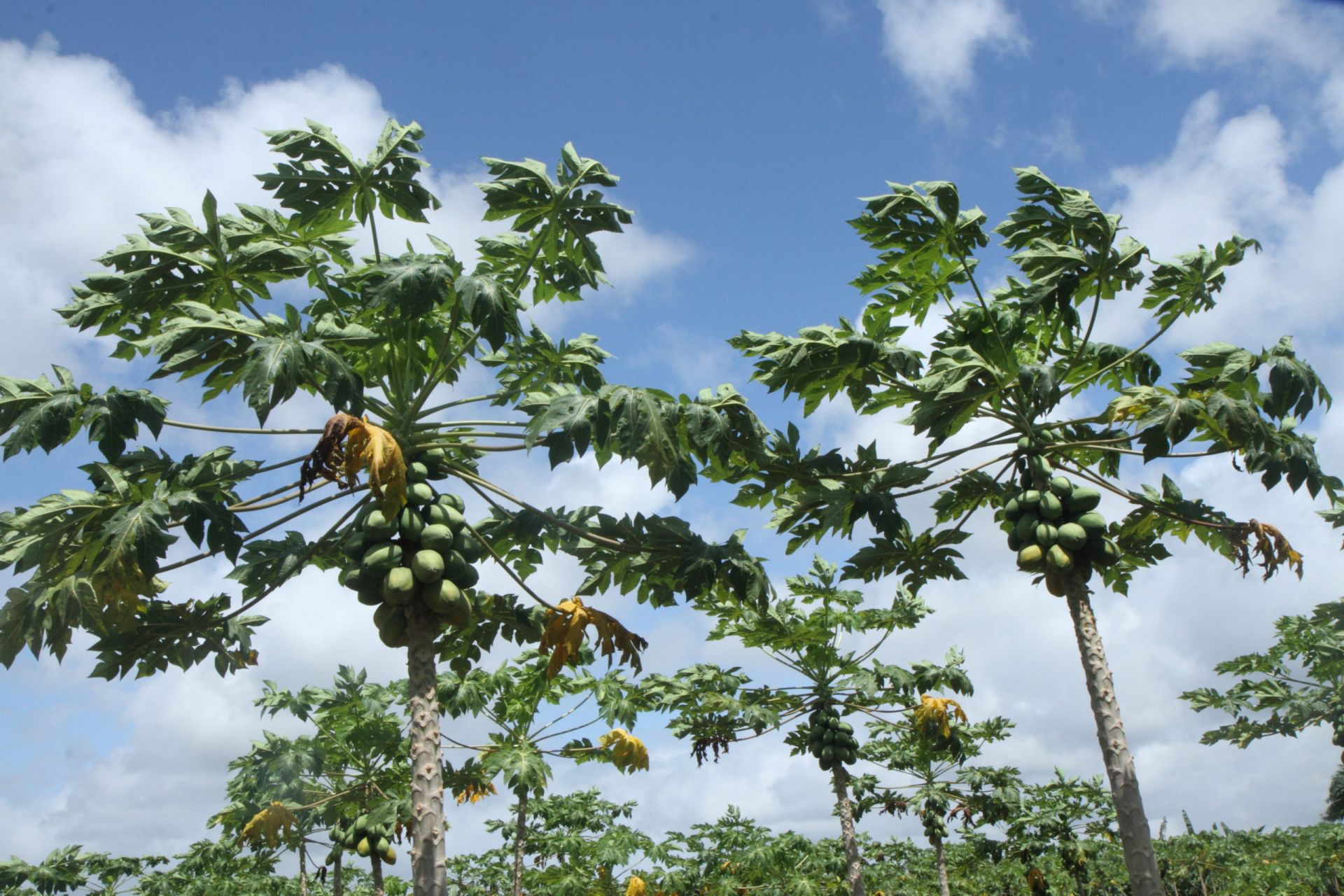 SCAK - Medicinal Plant Producer in Kivu