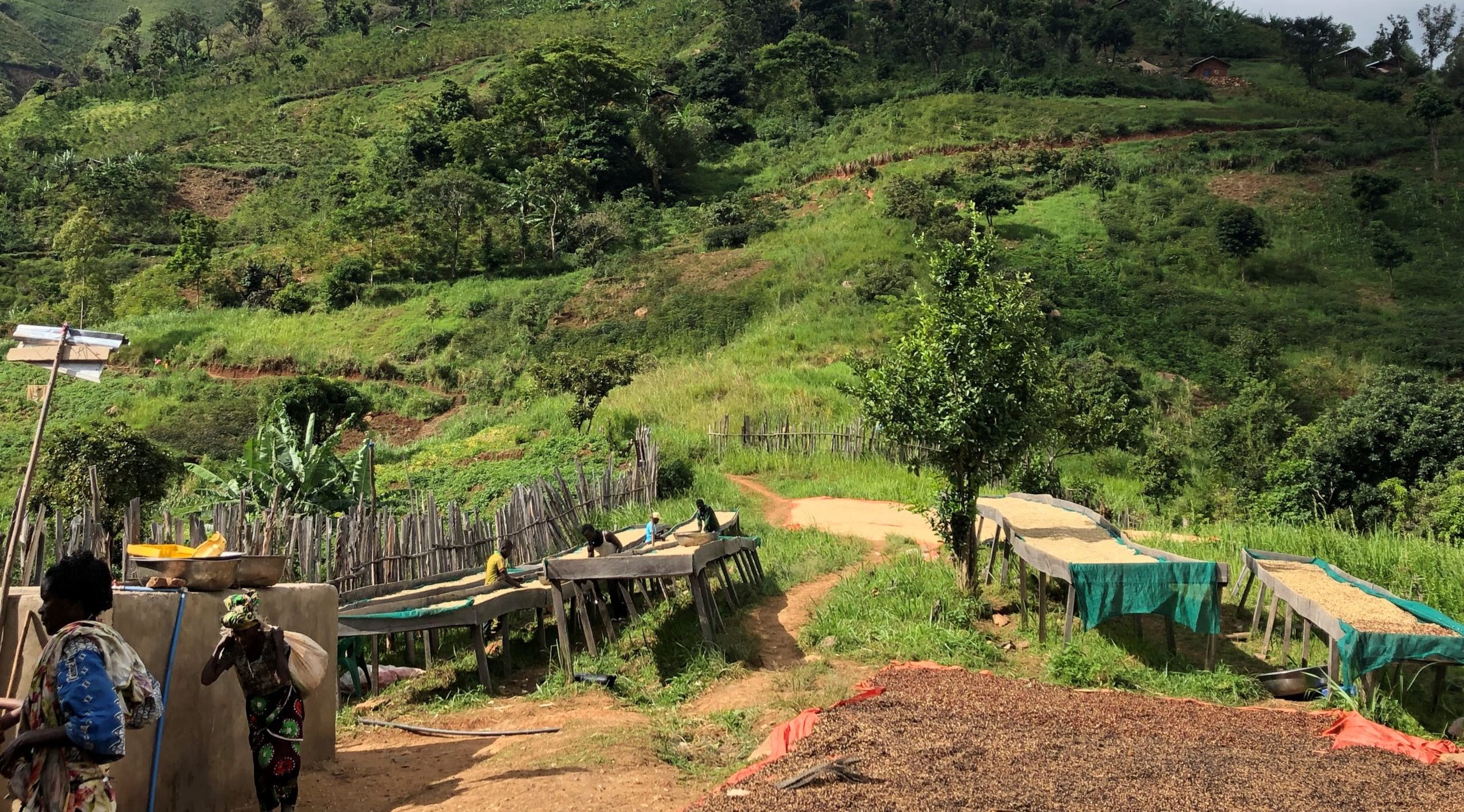 SCAK -  Agricultural Cooperative Society in Kivu